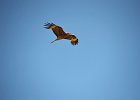 Zwarte wouw (oostelijk) (black-eared kite) Milvus migrans lineatus  - Gerkamp bij Gurvanbulag 13-08-2016 (2)